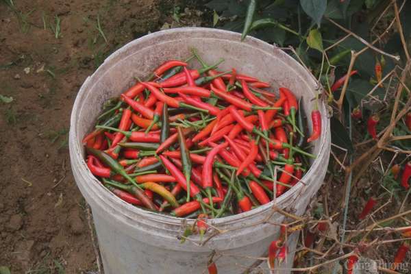 Hiện tại, giá ớt đang dao động từ 70.000 - 75.000 đồng/kg, cao gấp 10 lần so với năm ngoái