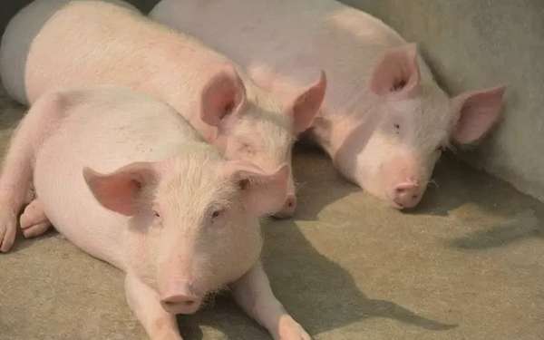 Giá heo hơi hôm nay 12/4/2025: Cả nước thấp nhất 67.000 đồng/kg