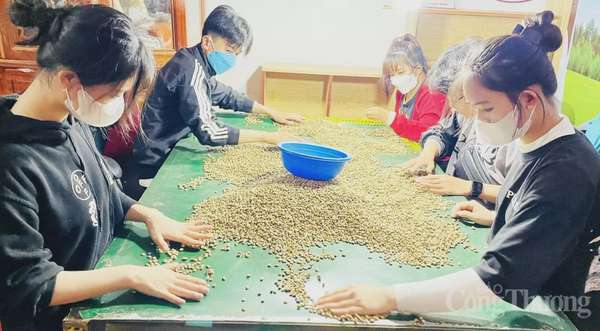 Giá cà phê hôm nay 13/4/2025, trong nước neo ở mức cao