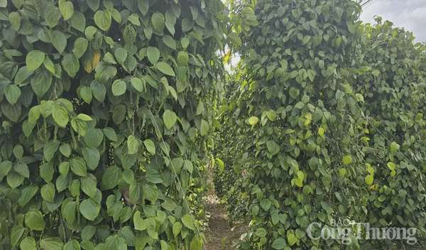 Giá tiêu hôm nay 16/4/2025, trong nước duy trì đà tăng