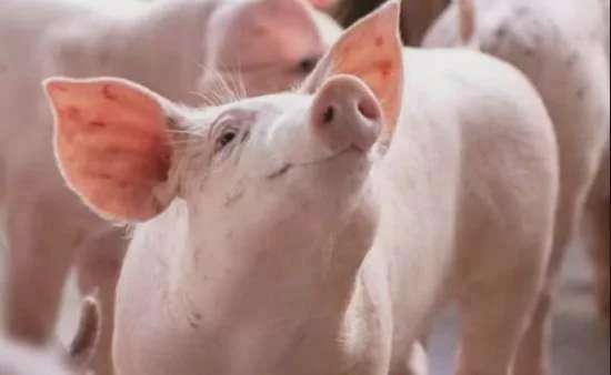 Giá heo hơi hôm nay 23/4/2025: Cao nhất 76.000 đồng/kg