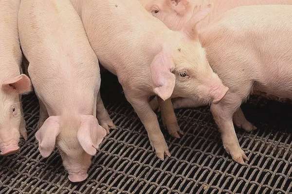 Giá heo hơi hôm nay 30/4/2025: Giảm nhẹ trong kỳ nghỉ lễ