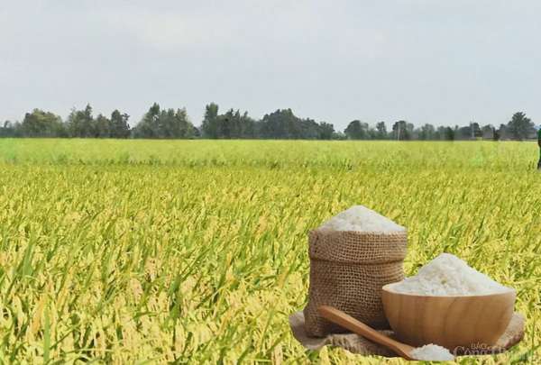 Giá lúa gạo hôm nay ngày 7/5: Lúa tươi tiếp đà giảm