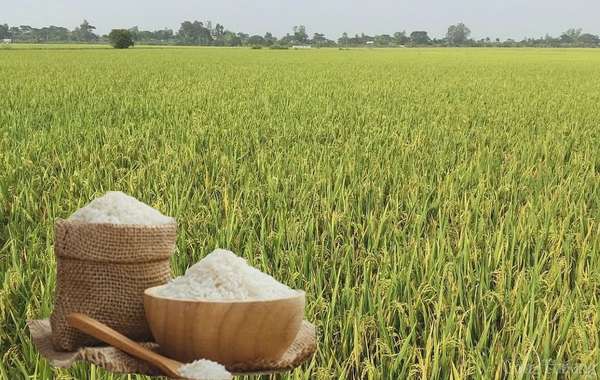 Giá lúa gạo hôm nay ngày 20/5: Biến động trái chiều