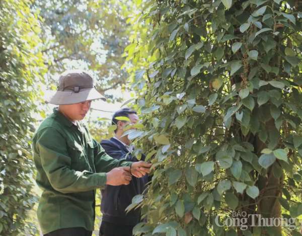 Giá tiêu hôm nay 8/5/2025, thị trường tiếp đà giảm nhẹ