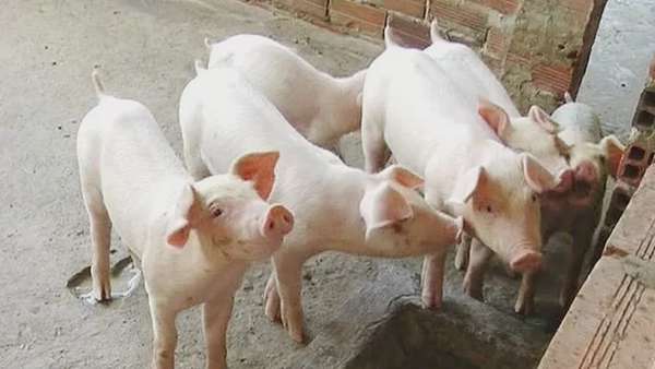 Giá heo hơi hôm nay 9/5/2025: Đồng loạt tăng trên toàn quốc