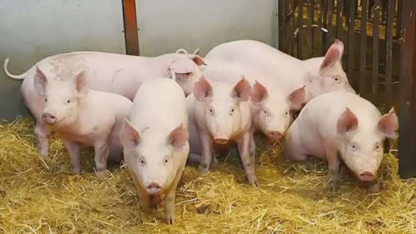 Giá heo hơi hôm nay 17/5/2025: Miền Nam tiếp đà tăng nhẹ