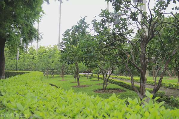 Vườn cây trĩu quả tại Khu Di tích Chủ tịch Hồ Chí Minh. Ảnh: Hoa Quỳnh