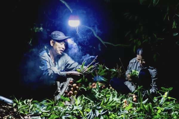 Hải Dương tích cực xúc tiến thương hiệu vải thiều Thanh Hà