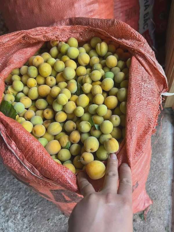 Mơ vàng ngập chợ, người tiêu dùng Hà Nội 'săn đón'