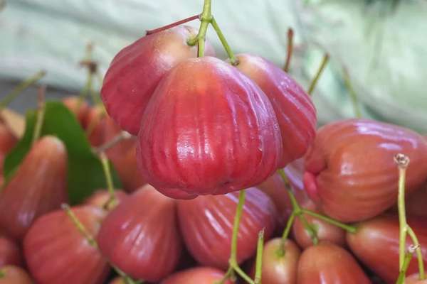 Nhiều nông dân Sóc Trăng 'đổi đời' từ cây mận OCOP
