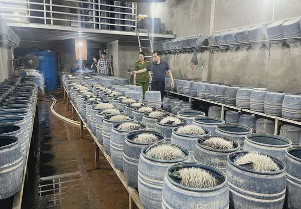 Lào Cai: Triệt phá hai cơ sở bán hơn 300 tấn giá đỗ ngâm hóa chất