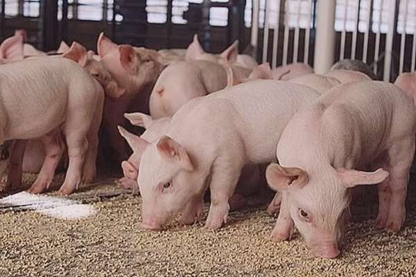 Giá heo hơi hôm nay 29/5/2025: Tăng nhẹ tại miền Nam