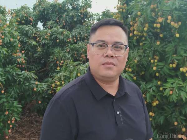 Thương nhân trong và ngoài nước đổ về vườn vải thiều Bắc Giang
