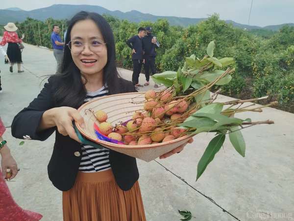 Thương nhân trong và ngoài nước đổ về vườn vải thiều Bắc Giang