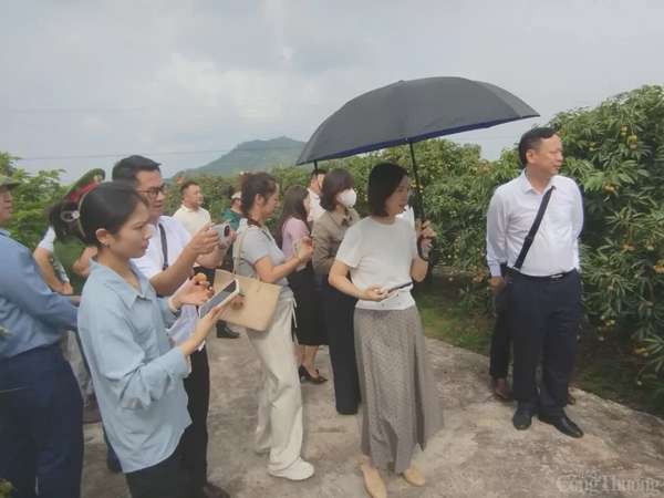 Thương nhân trong và ngoài nước đổ về vườn vải thiều Bắc Giang