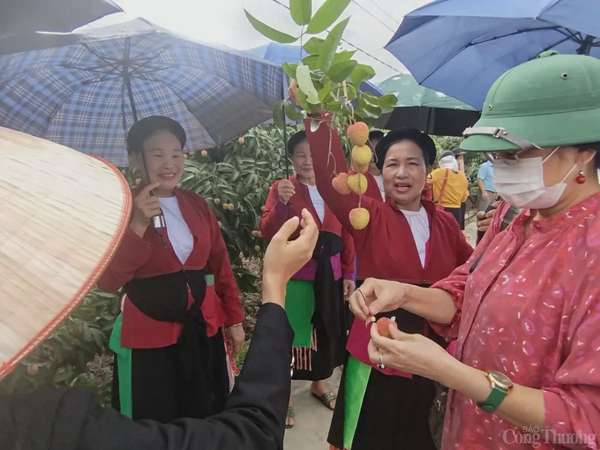 Thương nhân trong và ngoài nước đổ về vườn vải thiều Bắc Giang