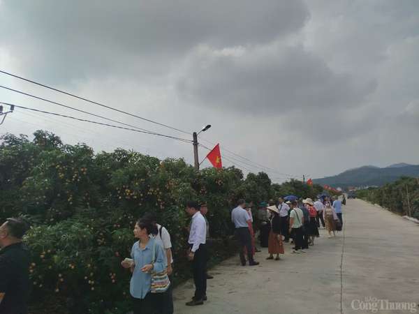 Thương nhân trong và ngoài nước đổ về vườn vải thiều Bắc Giang