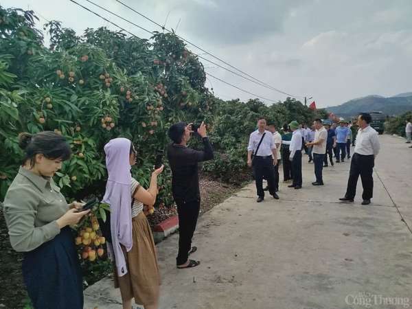 Thương nhân trong và ngoài nước đổ về vườn vải thiều Bắc Giang