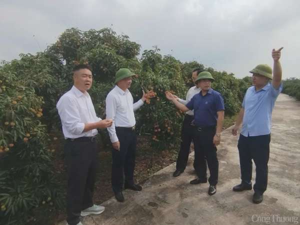 Thương nhân trong và ngoài nước đổ về vườn vải thiều Bắc Giang