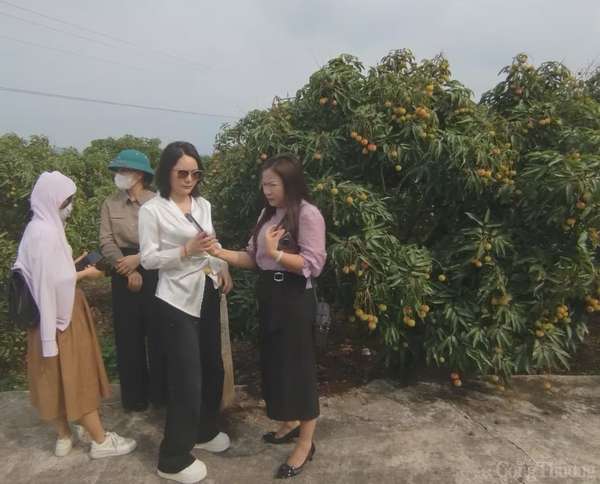 Thương nhân trong và ngoài nước đổ về vườn vải thiều Bắc Giang