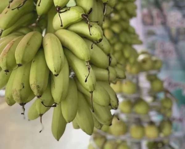 Chuối ngự, thanh long Bảo Yên được cấp nhãn hiệu chứng nhận