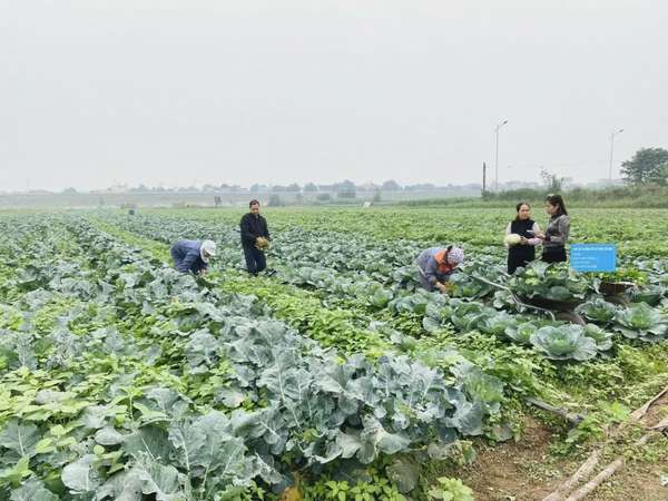 Hà Nam đẩy mạnh xúc tiến thương mại, mở rộng thị trường tiêu thụ nông sản
