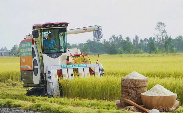 Giá lúa gạo hôm nay ngày 2/6: Gạo nguyên liệu giảm mạnh