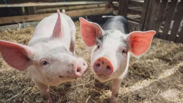 Giá heo hơi hôm nay 7/6/2025: Dao động từ 68.000 - 75.000 đồng/kg