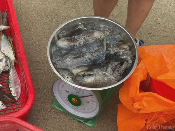 Thú vị cảnh kéo lưới rùng, mua bán cá trên biển Đà Nẵng Thú vị cảnh kéo lưới rùng, mua bán cá trên biển Đà Nẵng