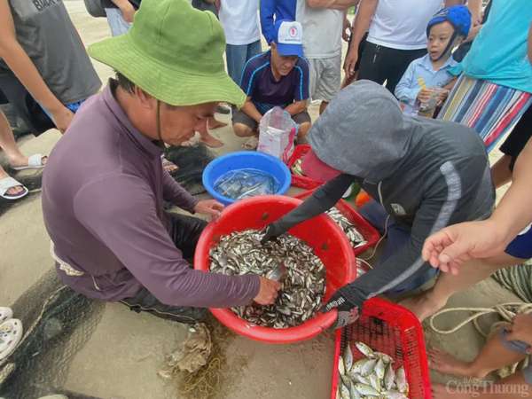 Thú vị cảnh kéo lưới rùng, mua bán cá trên biển Đà Nẵng Thú vị cảnh kéo lưới rùng, mua bán cá trên biển Đà Nẵng
