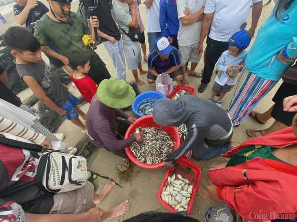Thú vị cảnh kéo lưới rùng, mua bán cá trên biển Đà Nẵng