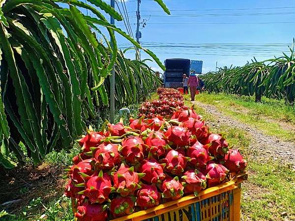 Hiện thanh long xuất khẩu sang EU đang chịu giám sát tại cửa khẩu là 20%