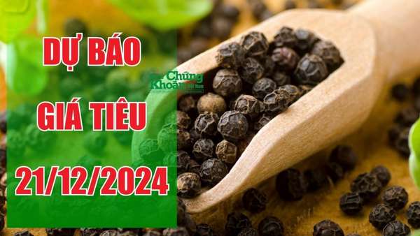 Dự báo giá tiêu ngày 21/12: Liệu Tây Nguyên có đạt được mức cao nhất cả nước?