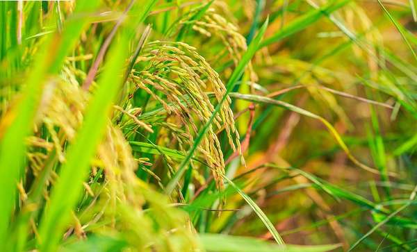 Giá gạo xuất khẩu sôi động trở lại, tăng 13 USD/tấn ngay phiên đầu tuần