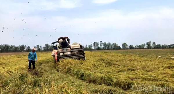 Giá lúa gạo hôm nay ngày 17/1: Giao dịch gạo chợ sôi động