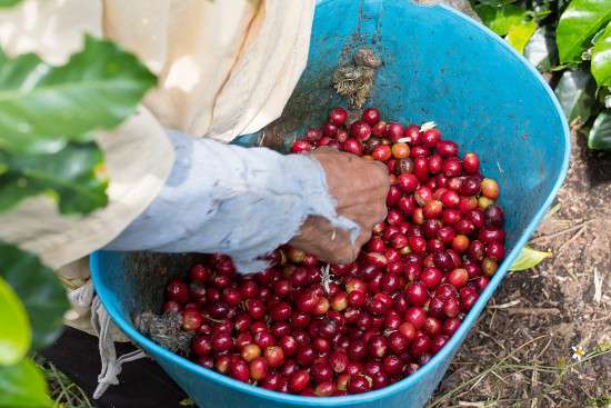 Giá cà phê hôm nay, 31/1/2024: Giá cà phê trong nước cao nhất 78.100 đồng/kg