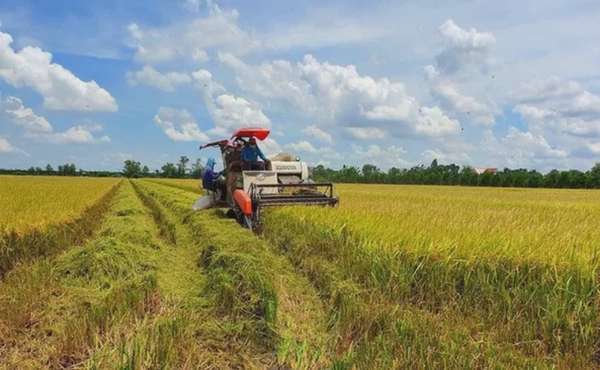 Ngành lúa gạo cần sớm tính phương án kinh doanh phù hợp