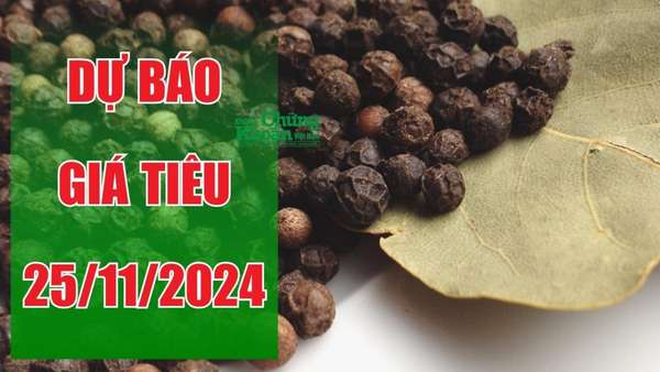 Dự báo giá tiêu ngày 25/11: Tăng mạnh tại nhiều khu vực, xu hướng cuối năm sẽ ra sao?