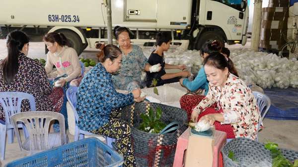giá ổi Tiêng Giang