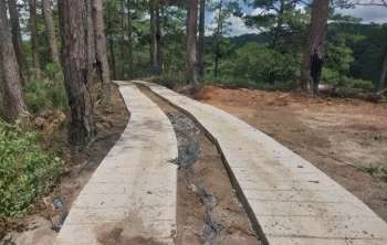 Lâm Đồng: Phát hiện đường bê tông 'mọc' trong rừng phòng hộ
