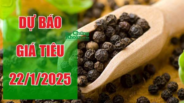 Dự báo giá tiêu ngày 22/1/2025: Điều chỉnh tăng nhẹ?