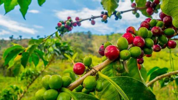 giá cà phê arabica