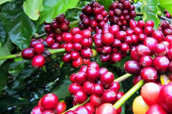 Giá cà phê hôm nay, 18/12: Giá cà phê trong nước giảm 200 đồng/kg