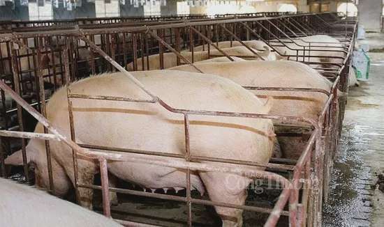 Giá heo hơi hôm nay ngày 19/7/2024: Neo ở mức 67.000 đồng/kg