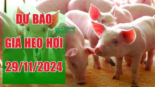 Dự báo giá heo hơi ngày mai 29/11/2024: Xu thế ổn định còn kéo dài