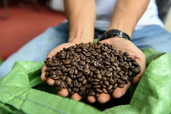 giá cà phê Robusta và Arabica tiếp tục xu hướng giảm