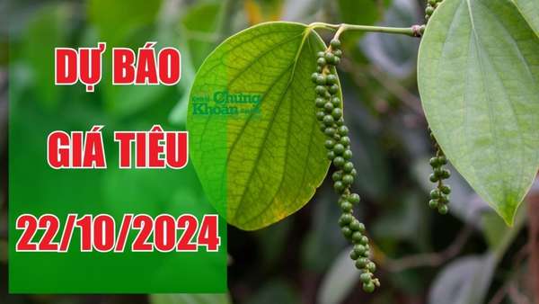 Dự báo giá tiêu ngày 22/10/2024: Giá tiêu tiếp tục ổn định ở mức cao