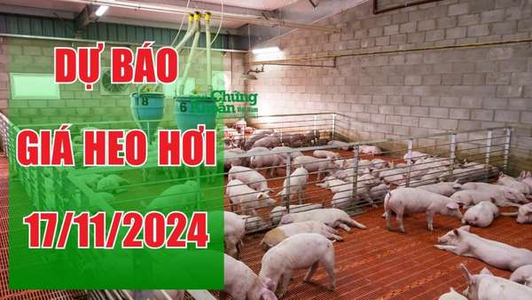 Dự báo giá heo hơi ngày 17/11/2024: Xu hướng ổn định trên cả nước, kỳ vọng tăng vào cuối năm