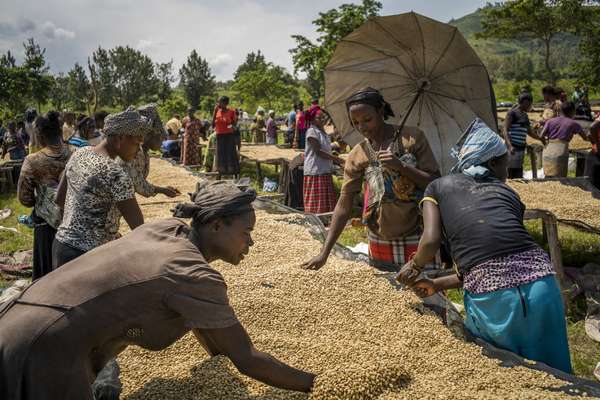 Tại sao Nestlé đầu tư 20 triệu USD vào cà phê Congo?